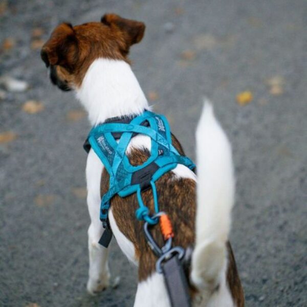 Non-stop Dogwear Rush harness, Teal - Image 2