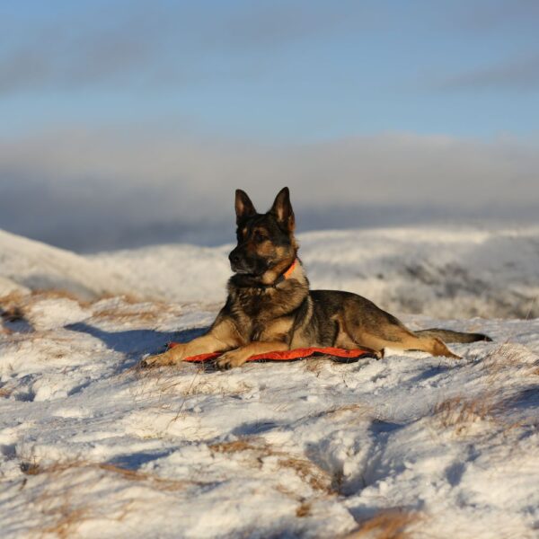 Non-stop Dogwear Protector Bivvy koiranpeti/makuualusta - Image 7