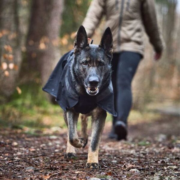Non-stop Dogwear Trekking dog raincoat, sadetakki koiralle - Image 3